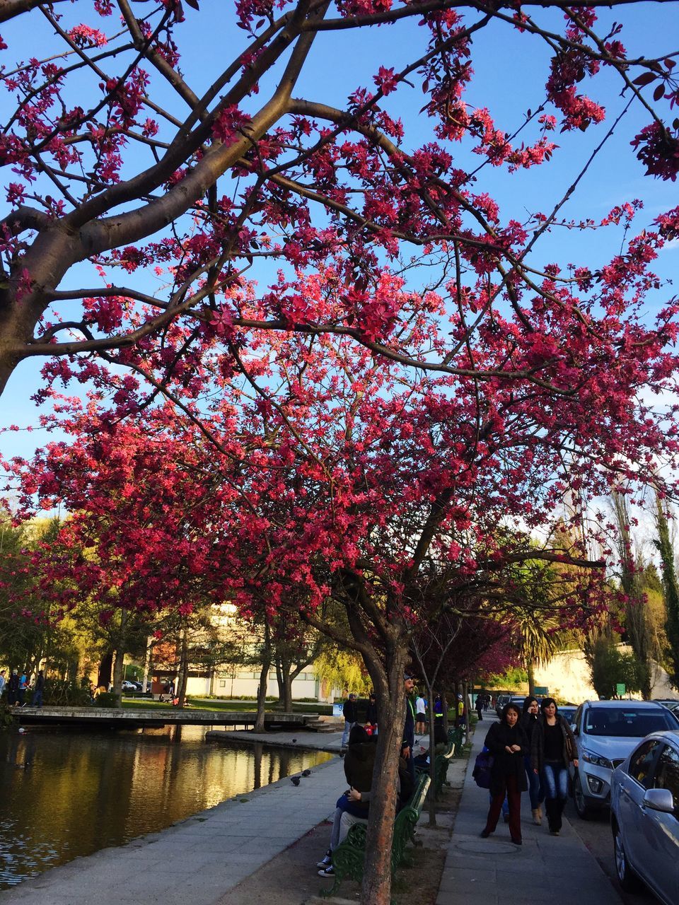 tree, branch, water, flower, large group of people, city, park - man made space, person, tourism, travel destinations, beauty in nature, growth, pink color, nature, cherry blossom, day, sunny, city life, cherry tree, vacations, footpath, tranquil scene, tranquility, scenics, blossom, sky, treelined