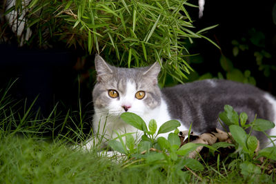 Portrait of cat by grass