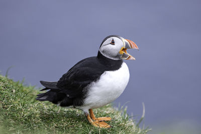 Close-up of bird perching on a plant