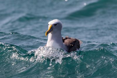 Close-up of seagull on sea