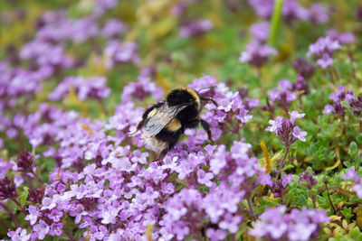 Close-up of honey bee on purple flowers