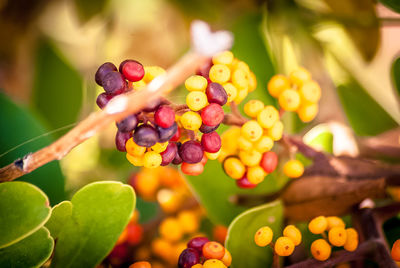 Close-up of berries
