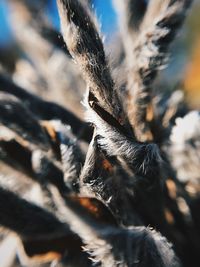 Close-up of dry plant