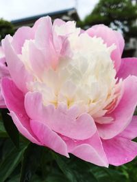 Close-up of pink flower blooming outdoors