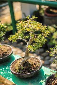Close-up of small potted plant on table