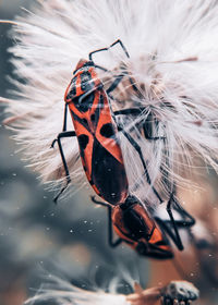 Close-up of butterfly