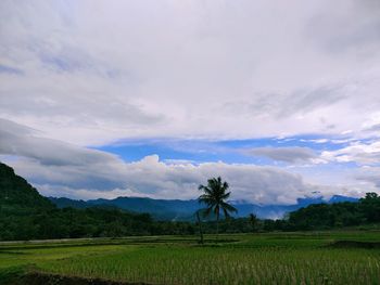 Scenic view of agricultural field against sky