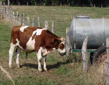 Cows in a field