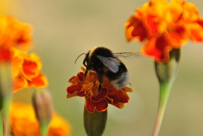 Close-up of bee pollinating on flower