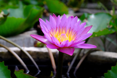 Close-up of pink water lily in pond