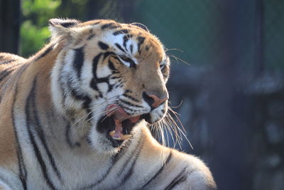 Close-up of a tiger