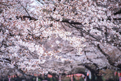 Close-up of cherry blossom tree