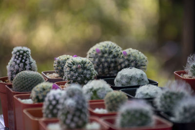 A beautifully arranged cactus garden that can be used as an advertising background.
