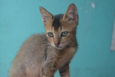 cat