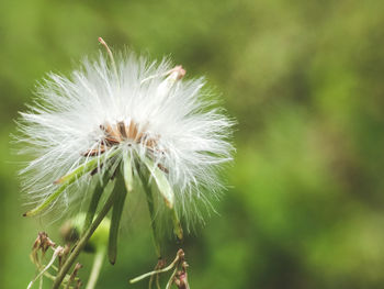 Close-up of dandelion flower