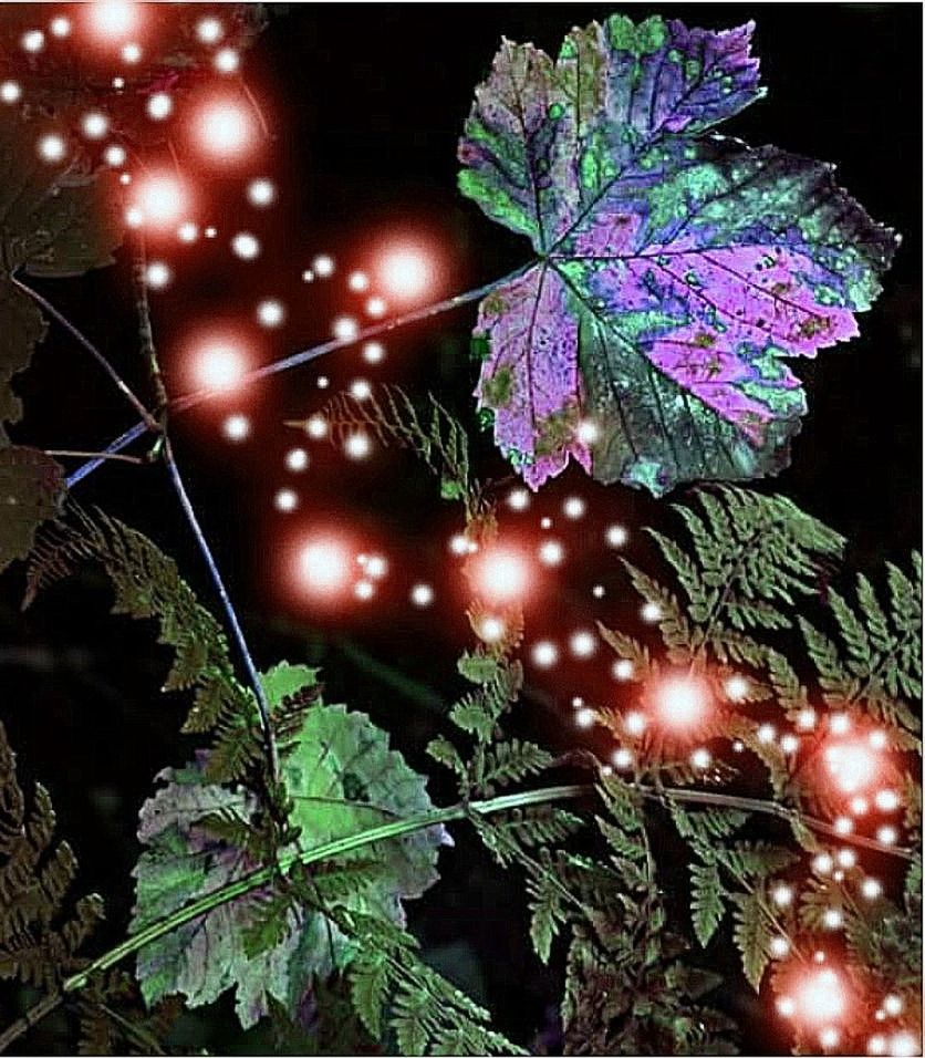 plant, leaf, night, plant part, tree, nature, close-up, green color, no people, celebration, growth, christmas, selective focus, decoration, christmas tree, holiday, illuminated, outdoors, christmas lights, beauty in nature, purple