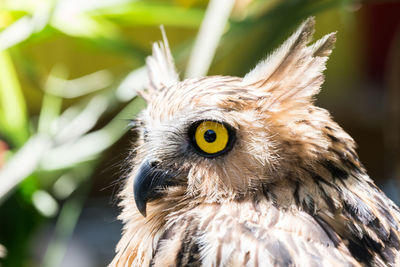 Close-up portrait of owl