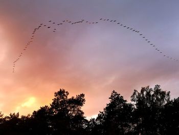 Low angle view of silhouette birds flying against sky