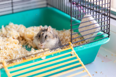 Funny hamster peeking out of cage, selective focus
