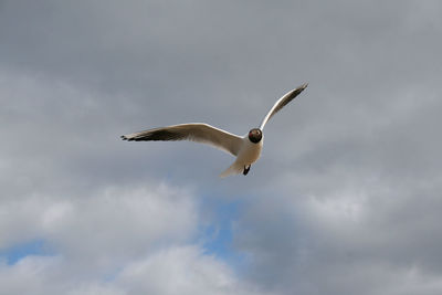 Low angle view of seagull flying