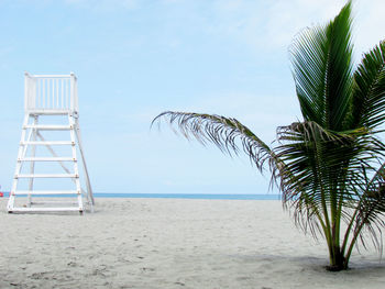 Palm tree on beach against clear sky