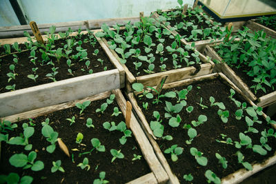 High angle view of plants growing in container