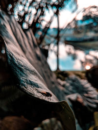 Close-up of tree trunk in forest