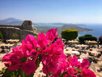 Close-up of pink flowering plant against sky