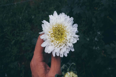 Close-up of hand holding white flower