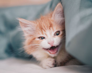 Close-up portrait of cat