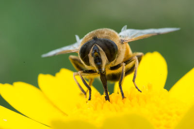 Close-up of bee on yellow flower