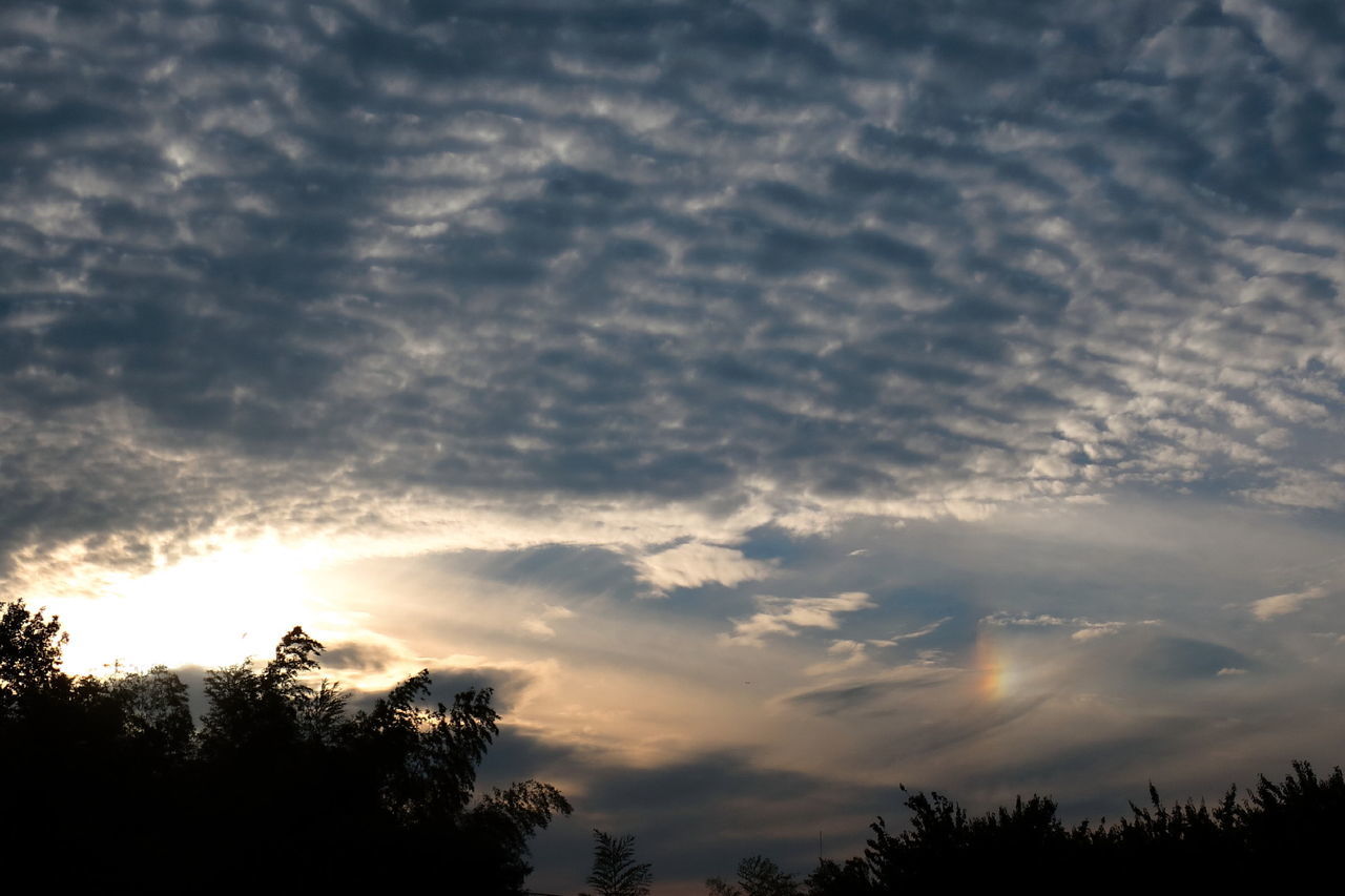 cloud - sky, sky, tree, beauty in nature, plant, tranquility, scenics - nature, tranquil scene, no people, silhouette, low angle view, nature, sunset, outdoors, growth, sunlight, idyllic, non-urban scene, treetop