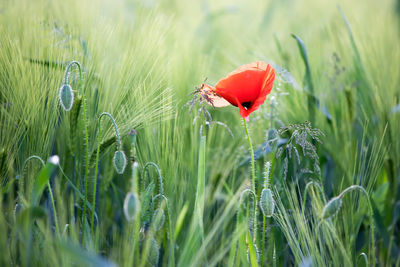 Close-up of poppy on field