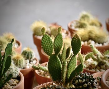 Close-up of succulent plant