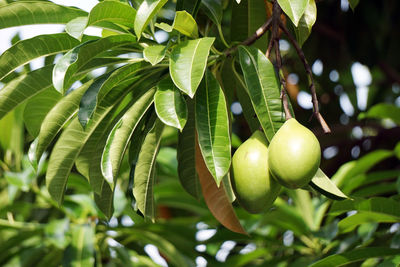 Low angle view of fruits on tree