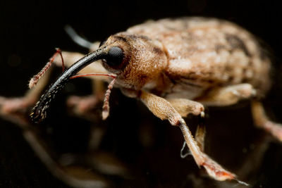 Close-up of snake