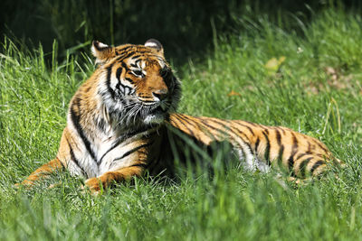 A tiger resting in the grass