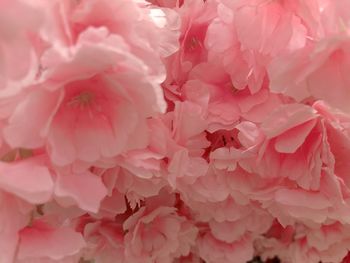 Full frame shot of pink cherry blossoms