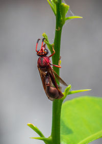 Close-up of insect on plant