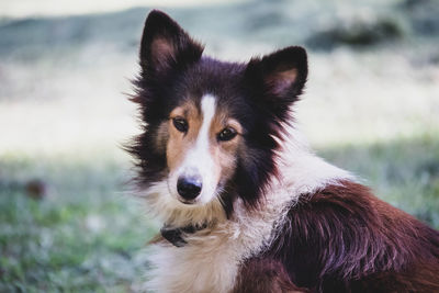 Close-up portrait of dog on field