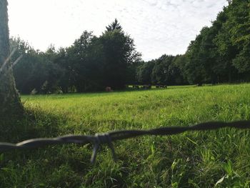 Close-up of grass against trees on field