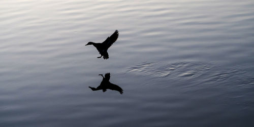 Silhouette bird flying over lake against sky during sunset