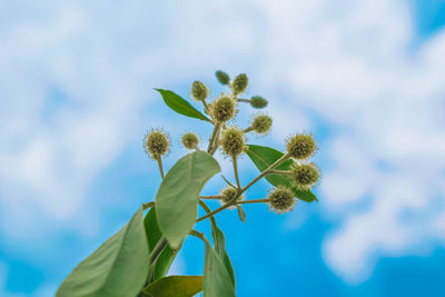 Low angle view of plant against sky