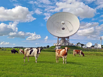 Cows in the meadow at large dish receivers for satellite communication in burum the netherlands