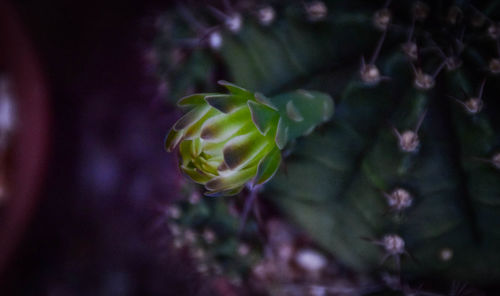 Close-up of flowering plant