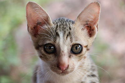 Close-up portrait of cat against blurred background