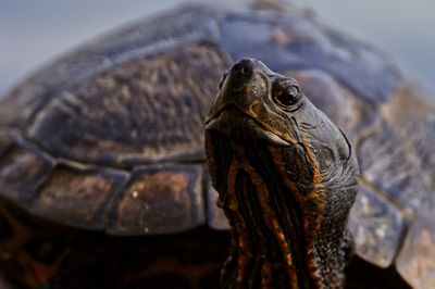 Close-up of a turtle