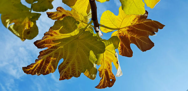 Low angle view of yellow maple leaves against sky