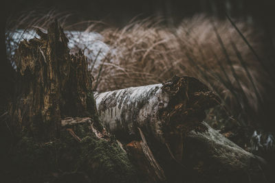 Close-up of log in forest