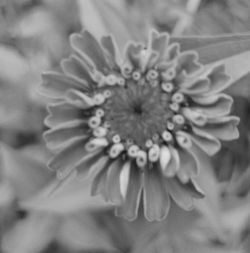 Close-up of fresh flower blooming outdoors